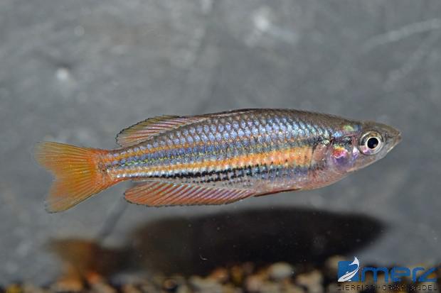 Westlicher Regenbogenfisch
